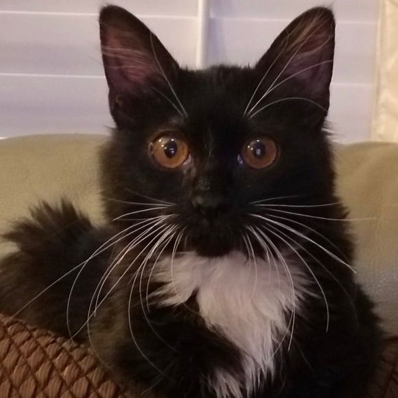 Meet your Posher, Tiana - Picture 3 of 3